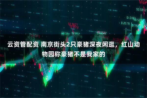 云资管配资 南京街头2只豪猪深夜闲逛，红山动物园称豪猪不是我家的